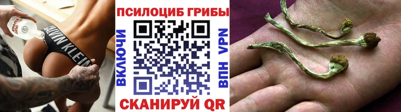 Купить  Кувандык  Псилоцибиновые грибы Psilocybe 